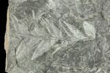 Carboniferous Fossil Fern (Sphenopteris) Plate - Poland #111649-2